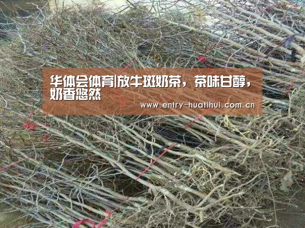 华体会体育|放牛斑奶茶，茶味甘醇，奶香悠然