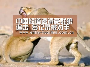 中国短道速滑受群狼追击 多记录被对手打破